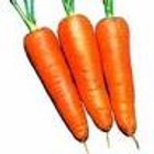 Baby carrot